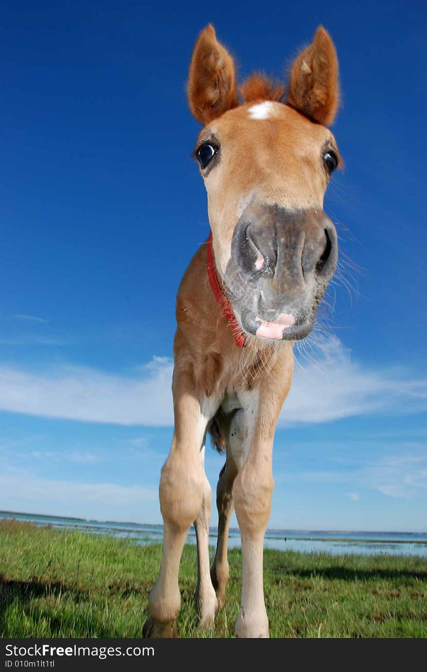 Little foal near the lake looking to photographer