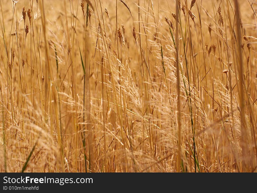 A dry cereal in sunny weather. A dry cereal in sunny weather