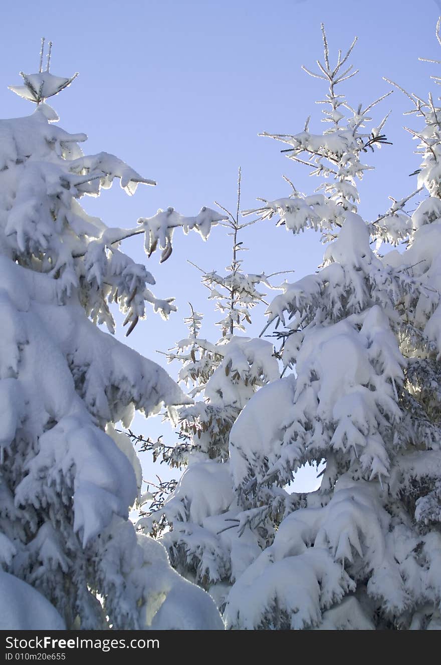 A snowy winter scene with pines. A snowy winter scene with pines