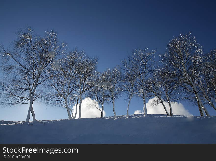 A snowy winter scene with trees. A snowy winter scene with trees