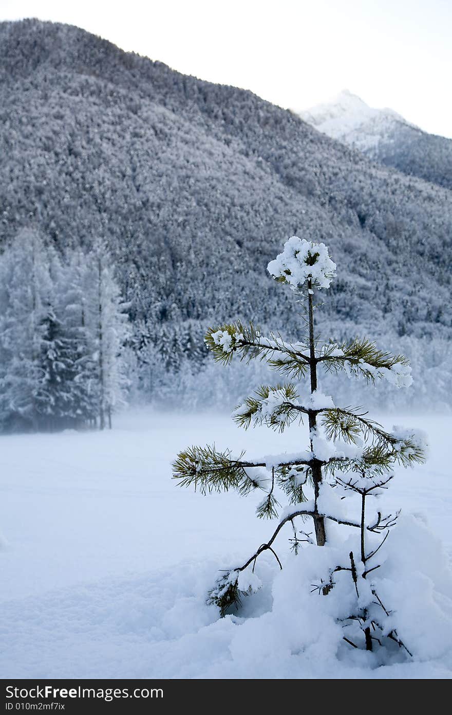 A snowy winter scene with pine. A snowy winter scene with pine