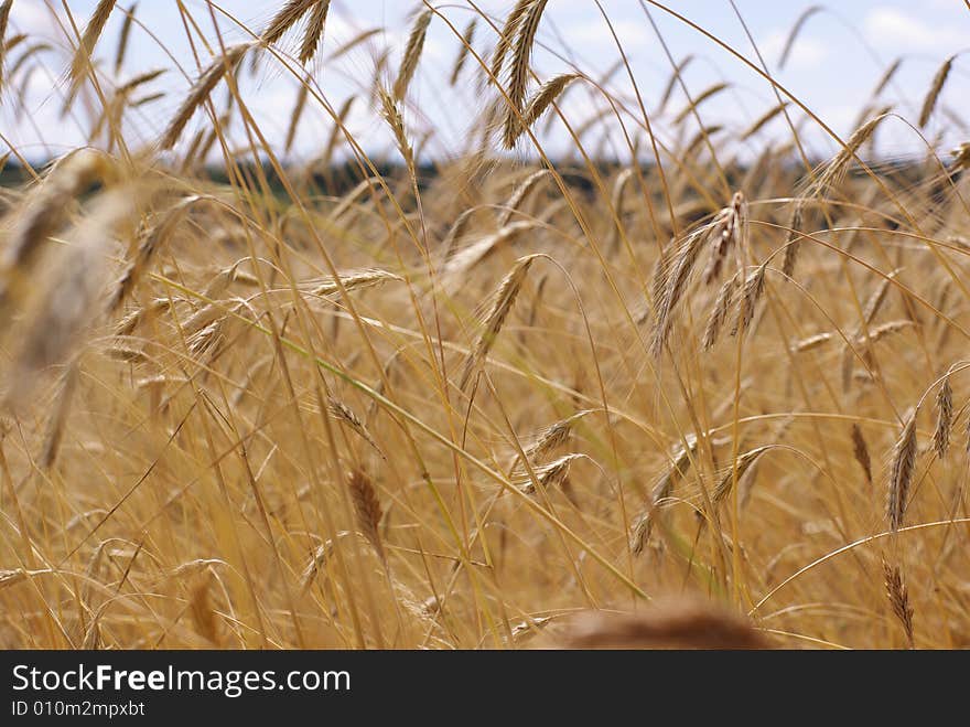 A field with a golden cereal in sunny weather