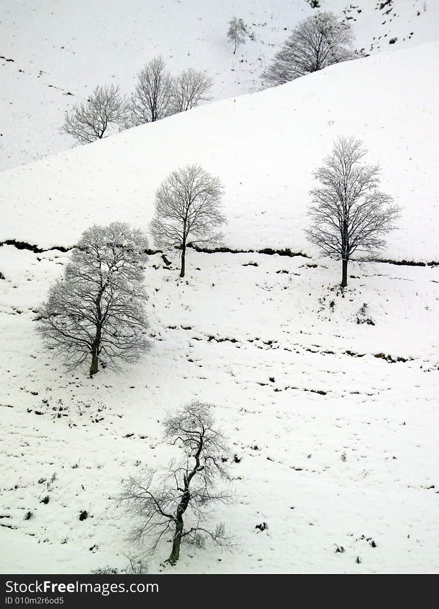 A snowy winter scene with trees. A snowy winter scene with trees