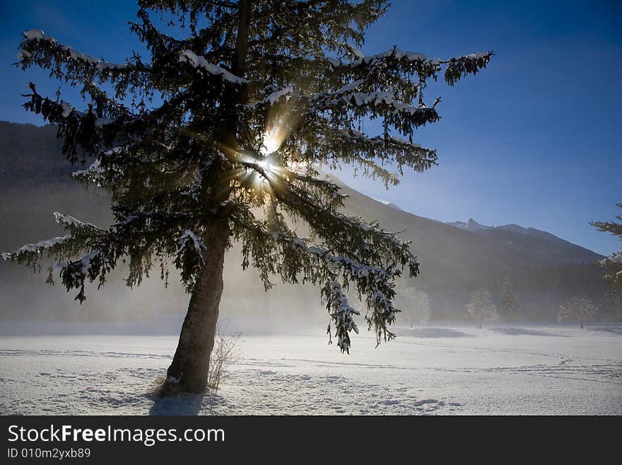 A snowy winter scene with pine. A snowy winter scene with pine