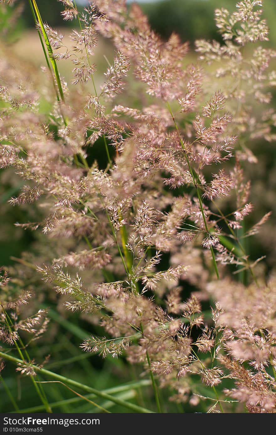 Grass on the meadow