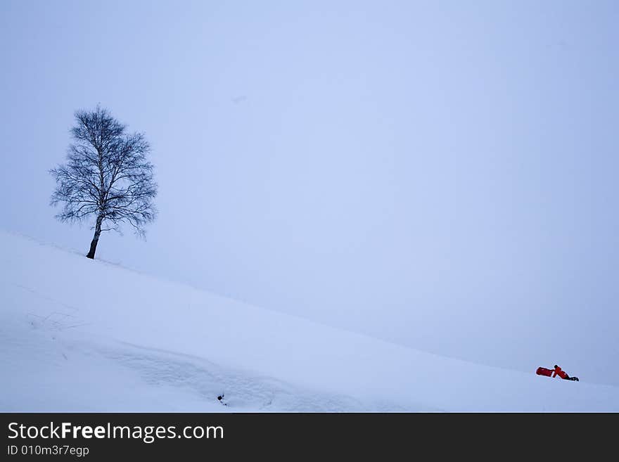 A snowy winter scene with tree. A snowy winter scene with tree