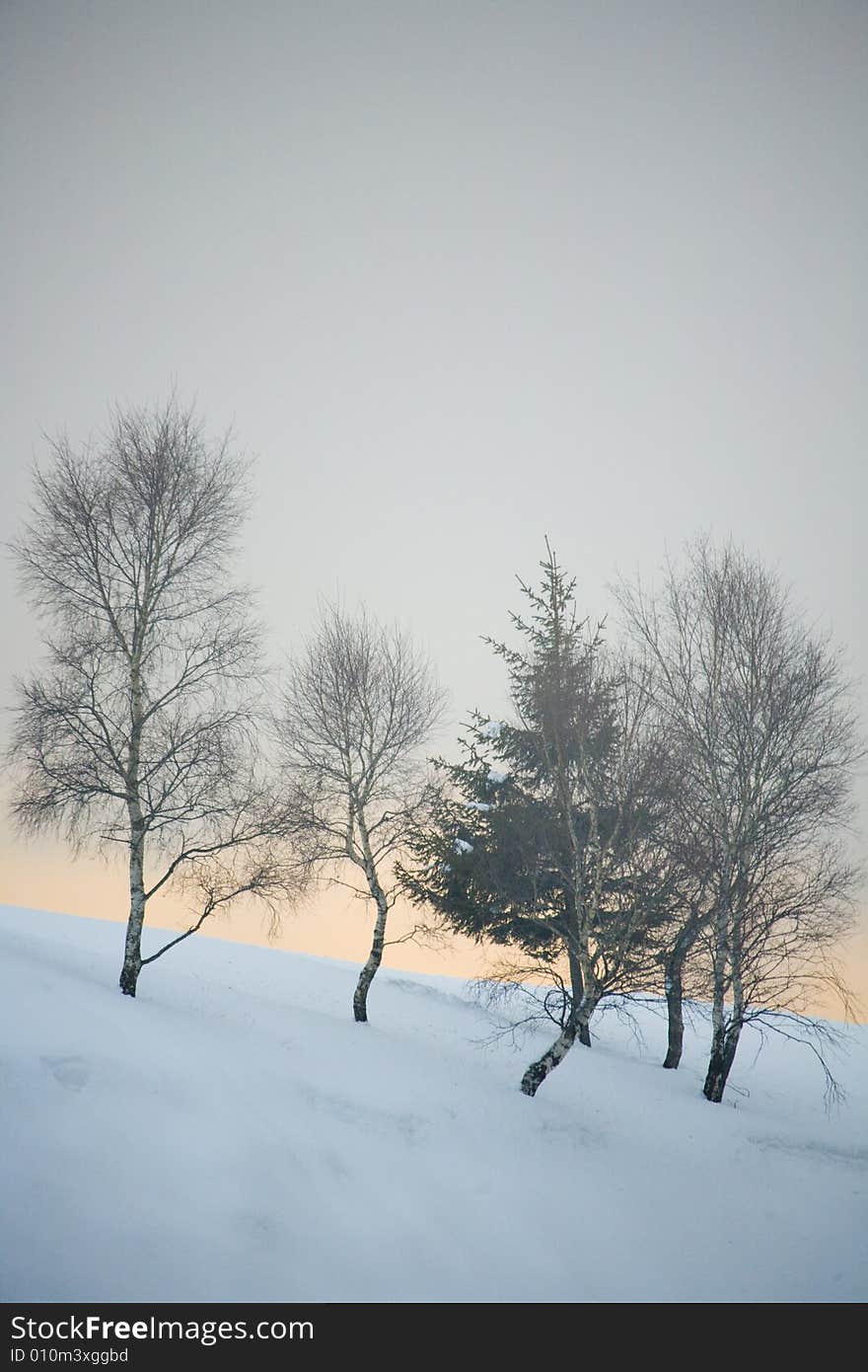 A snowy winter scene with trees. A snowy winter scene with trees