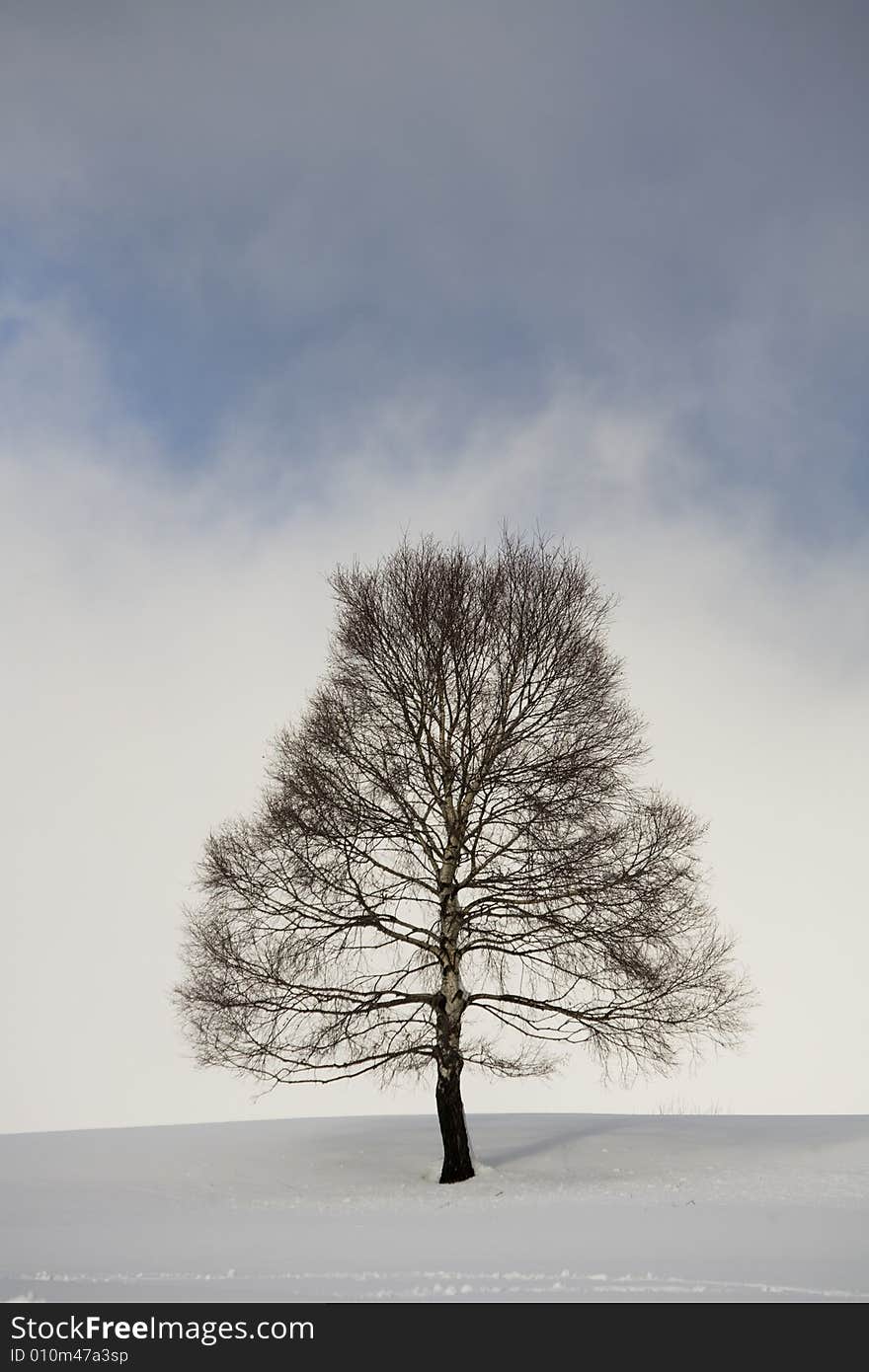 A snowy winter scene with tree. A snowy winter scene with tree