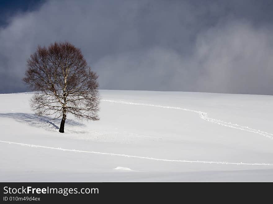 A snowy winter scene with tree. A snowy winter scene with tree