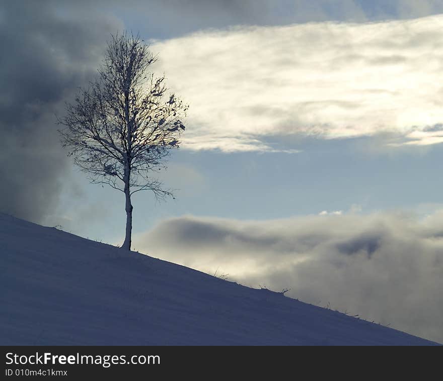 A snowy winter scene with tree. A snowy winter scene with tree