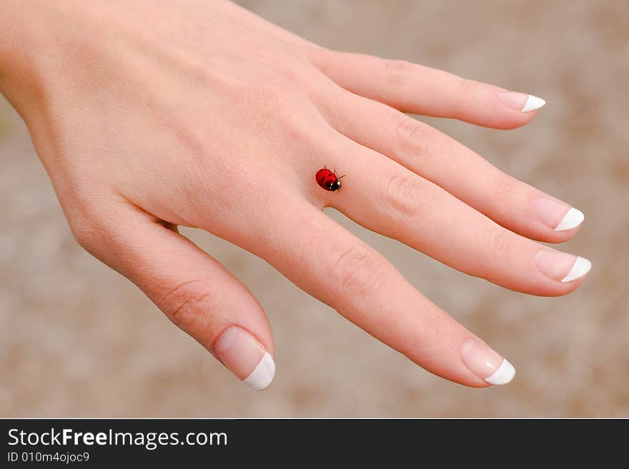 Small red ladybug on a hand