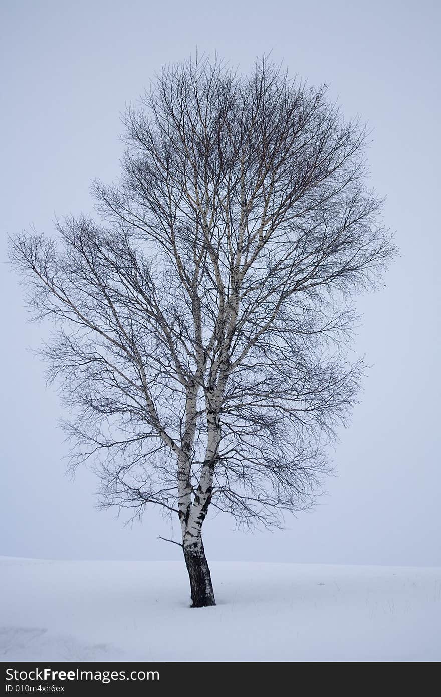 A snowy winter scene with tree. A snowy winter scene with tree