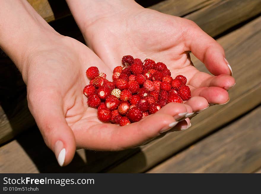 Handfull of small wild strawberries. Handfull of small wild strawberries