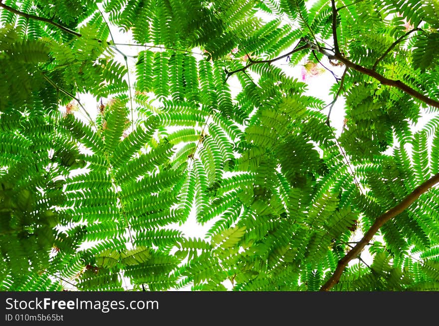 Albizzia julibrissn leaves on white background. Albizzia julibrissn leaves on white background