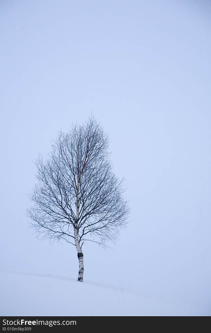 A snowy winter scene with tree. A snowy winter scene with tree