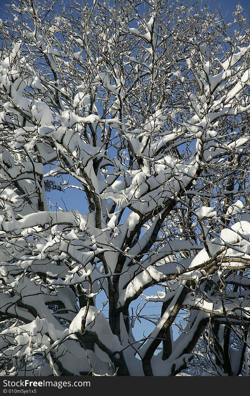 A snowy winter scene with tree. A snowy winter scene with tree