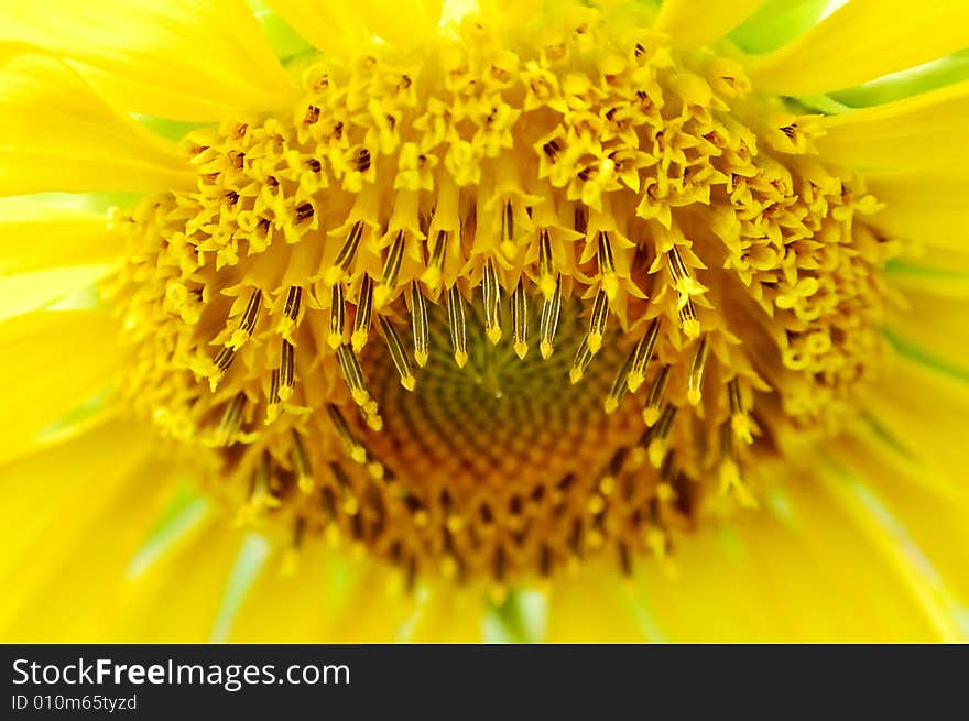 Macro of sunflower