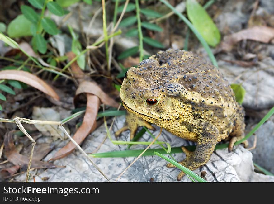 Toad