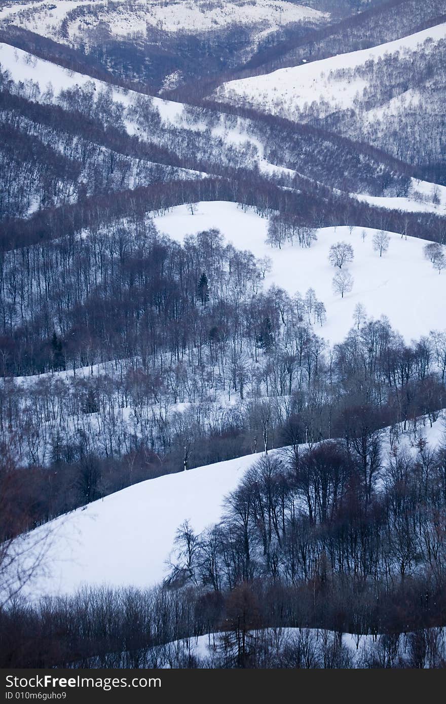 A snowy winter scene with trees. A snowy winter scene with trees