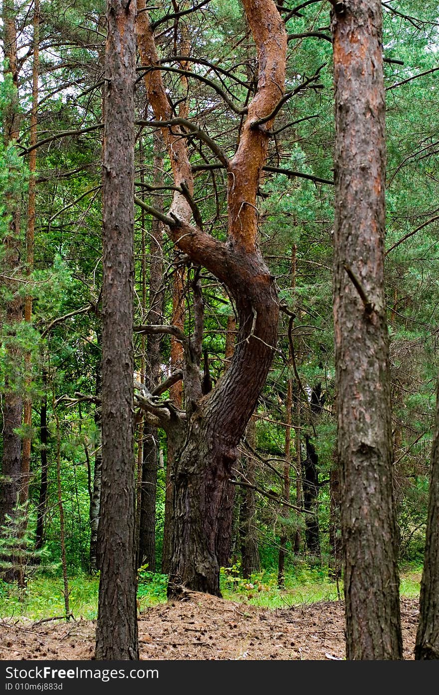 Curly pine tree in a forest