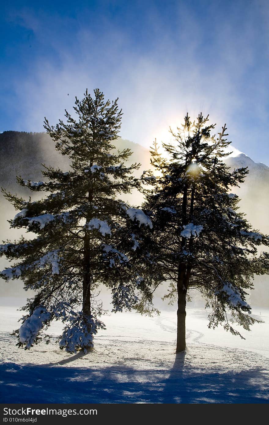 A snowy winter scene with pines. A snowy winter scene with pines