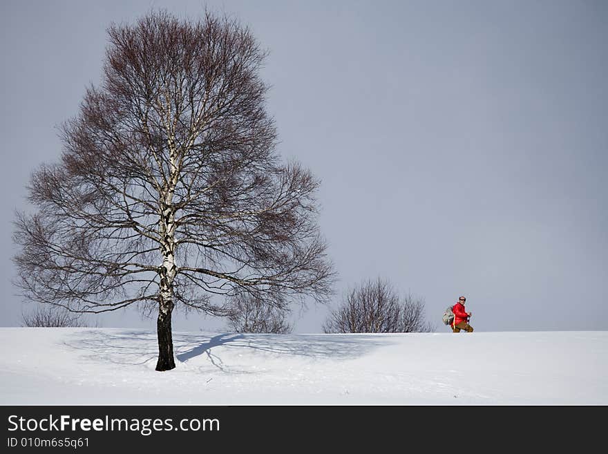 A snowy winter scene with tree. A snowy winter scene with tree