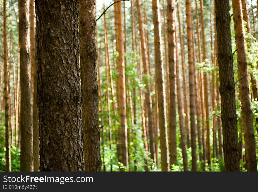 Pine forest on a summer sunny day. Pine forest on a summer sunny day