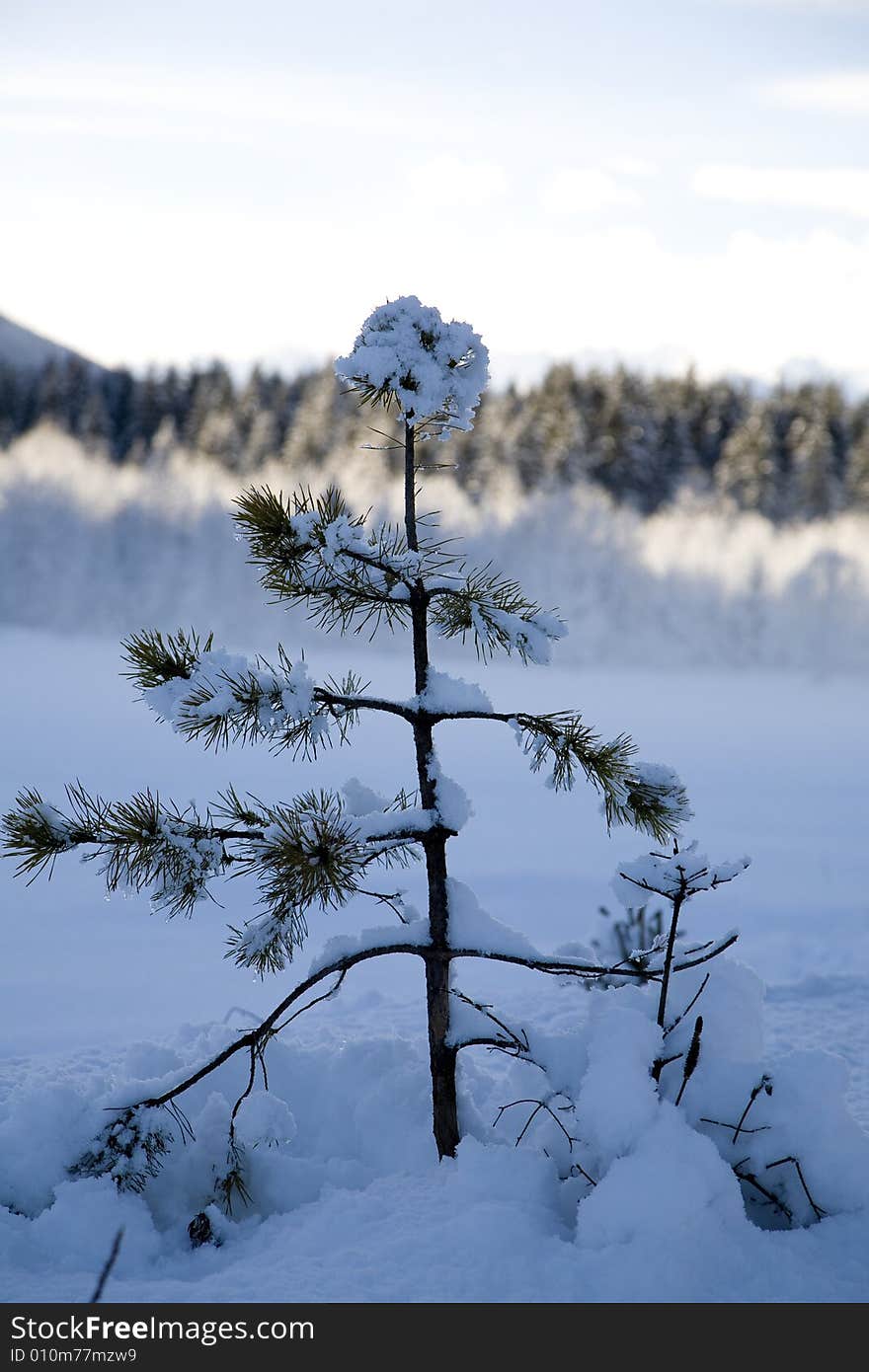 A snowy winter scene with little pine. A snowy winter scene with little pine