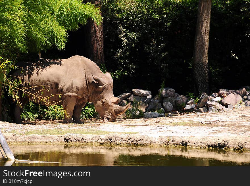 A view with a rhinoceros in a zoo