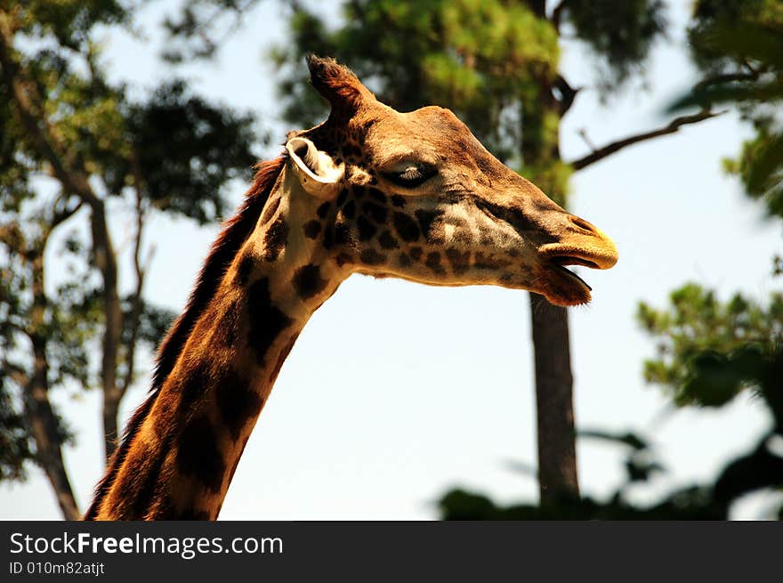 Funny giraffe