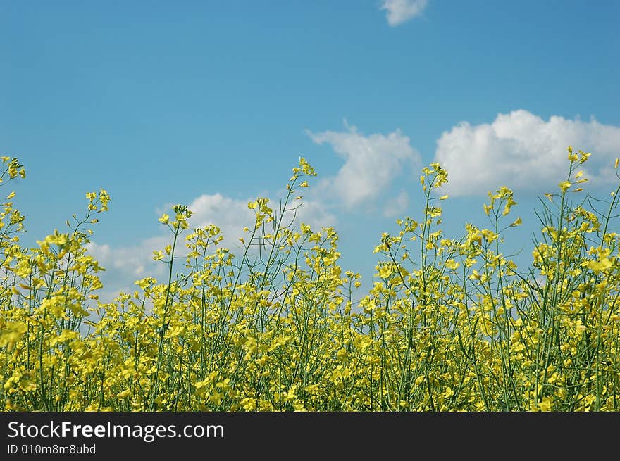 A field of (colza) plants in bloom (in latin - Brassica napus or Brassica oleifera). Rapeseed is widely used for biodiesel production.