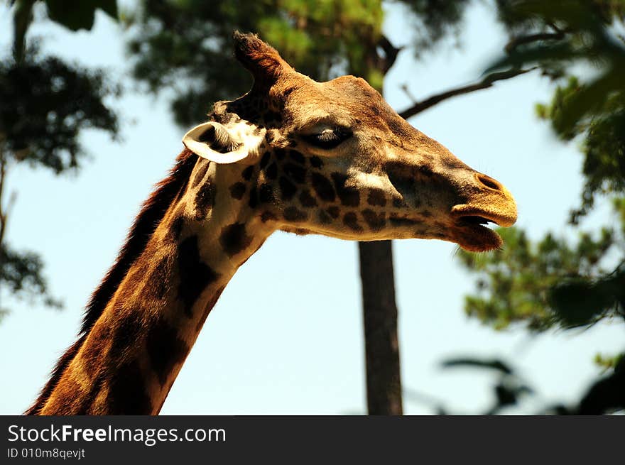 Giraffe in the savanna, long neck and curious face. Giraffe in the savanna, long neck and curious face