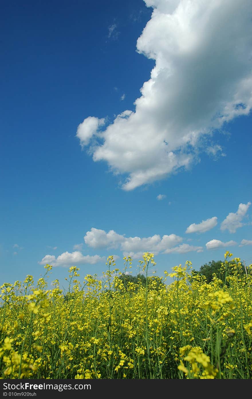 A field of rape (colza) plants in bloom (in latin - Brassica napus or Brassica oleifera). Rapeseed is widely used for biodiesel production.