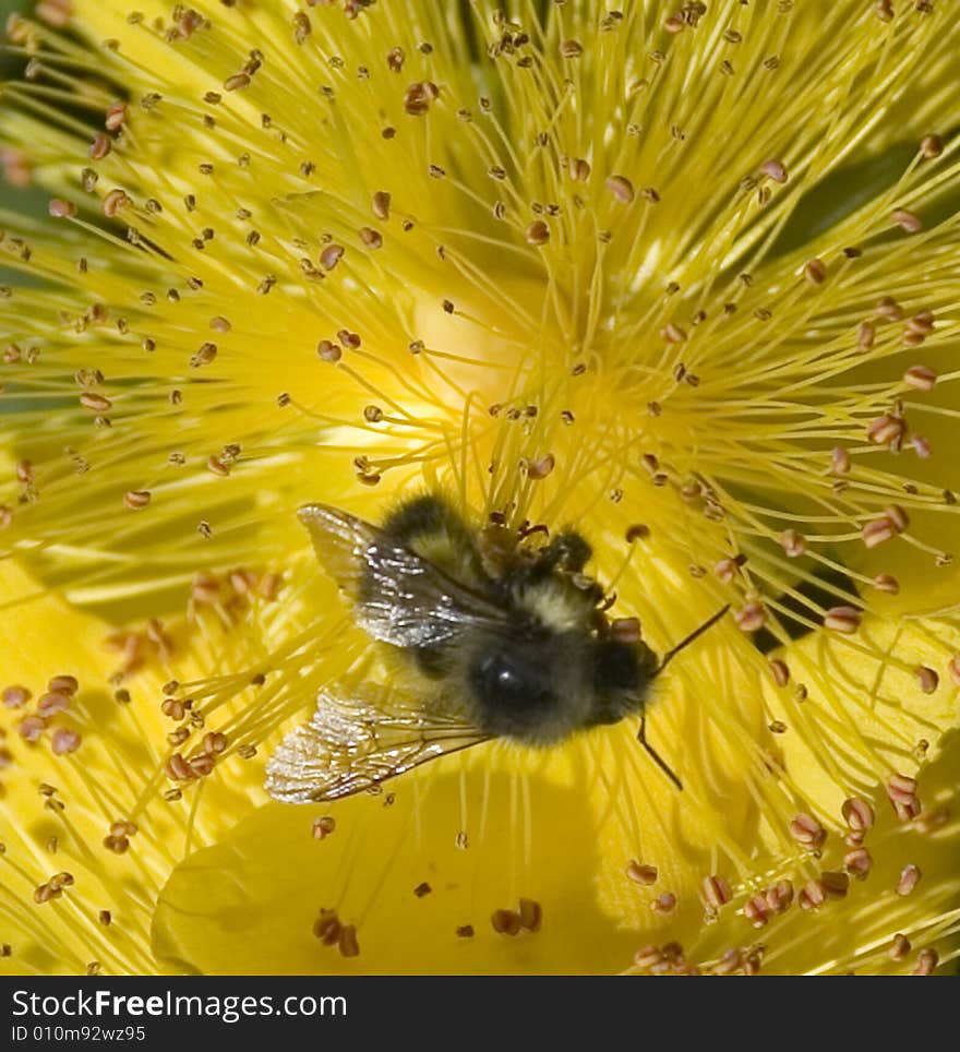 A bee pollinates a yellow flower in the Pacific Northwest. A bee pollinates a yellow flower in the Pacific Northwest.