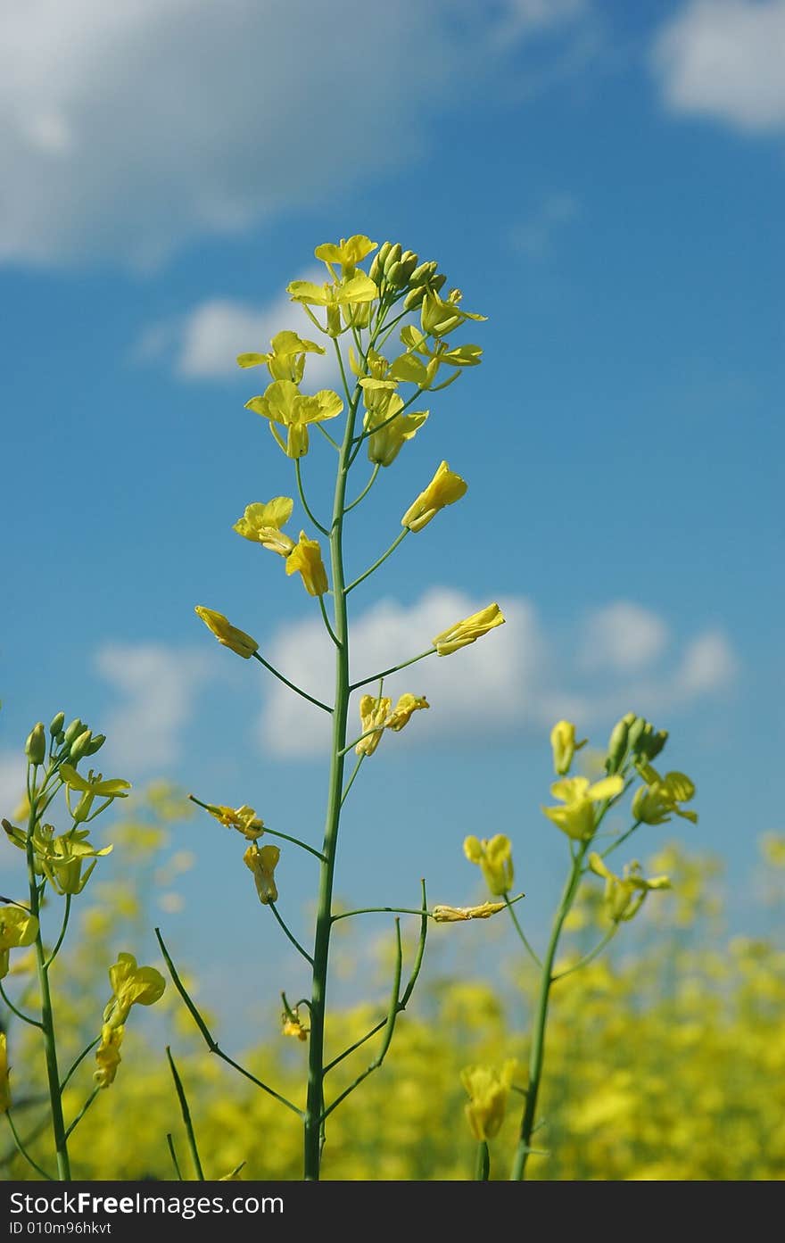 A field of rape (colza) plants in bloom (in latin - Brassica napus or Brassica oleifera). Rapeseed is widely used for biodiesel production.