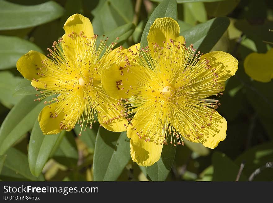 Yellow Flowers