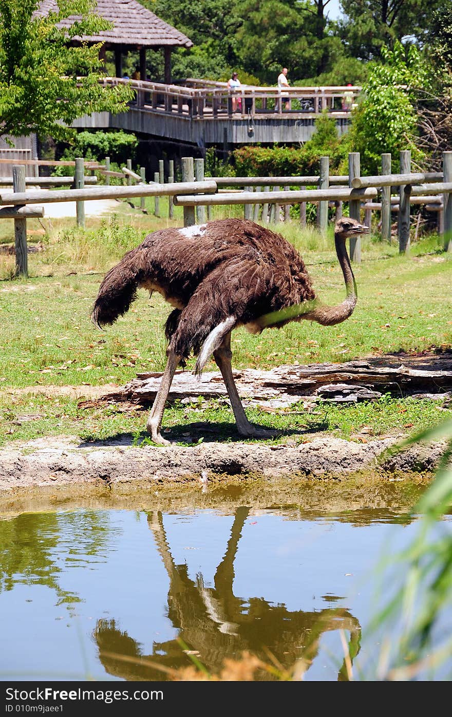 A photo of a wild ostrich in a zoo