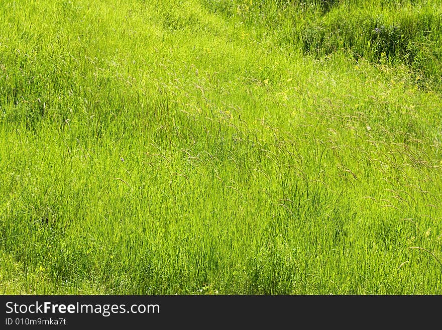 Green lush summer grass texture. Green lush summer grass texture