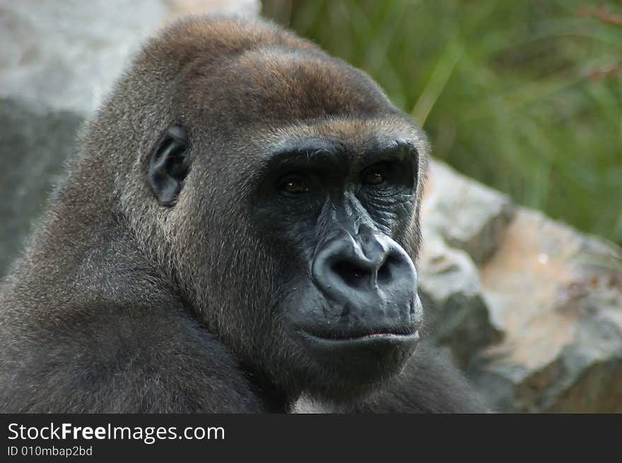 Gorilla Portrait