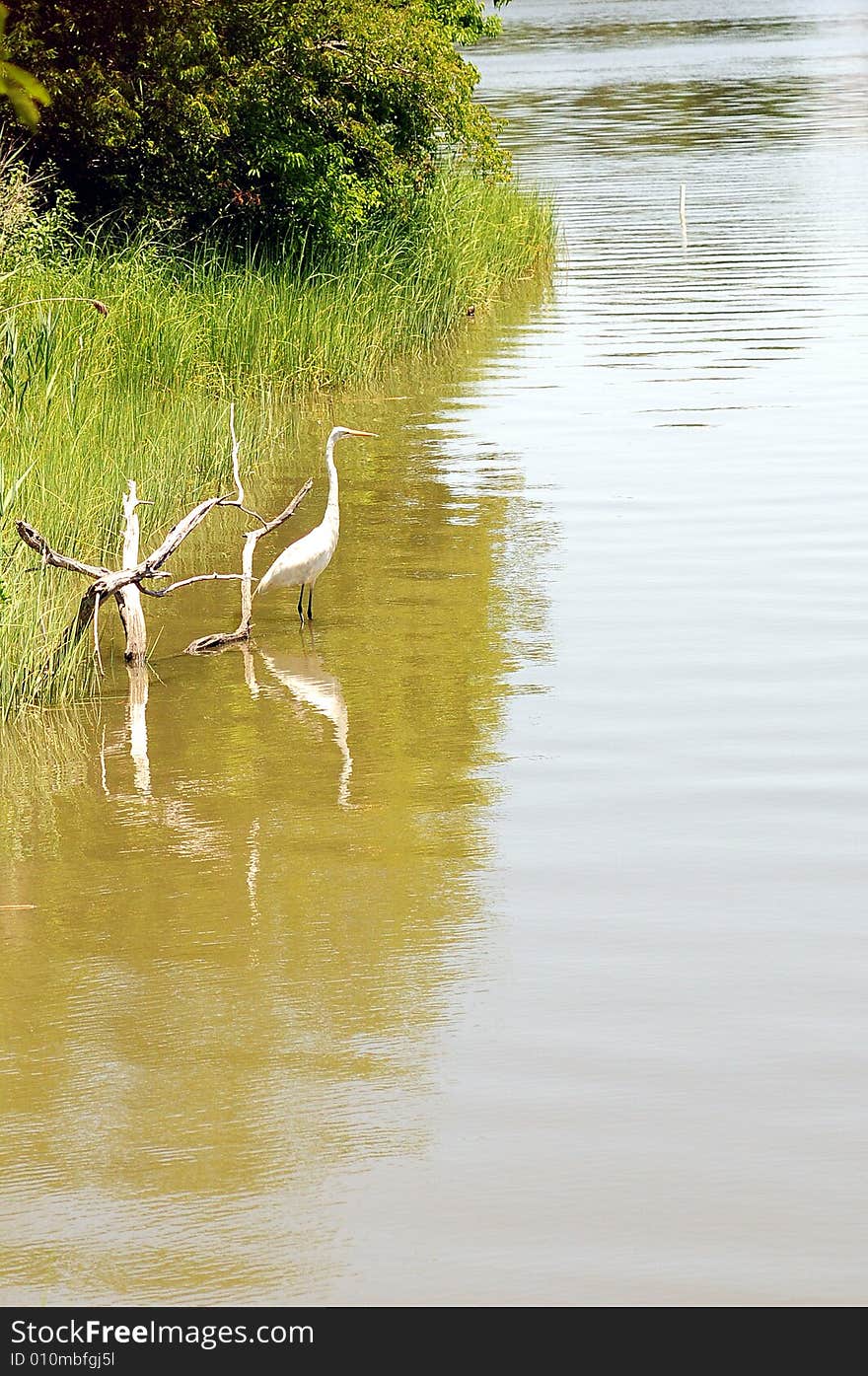 Aquatic white bird on lake. Aquatic white bird on lake