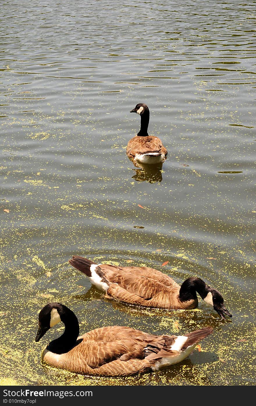 Canadian goose captured while swimming in pond