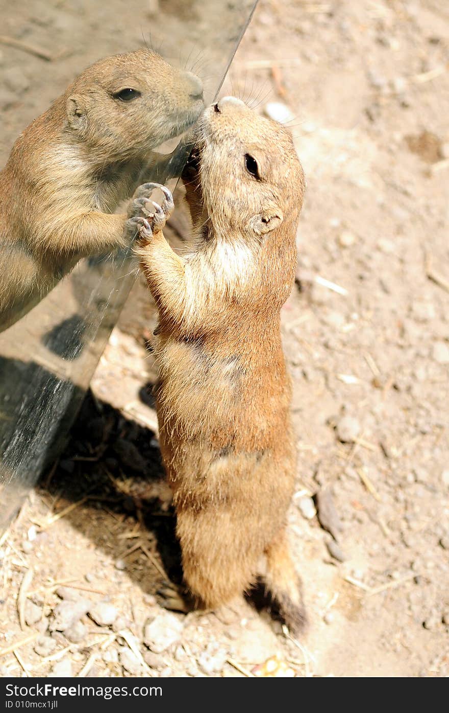 Chipmunk playing in the outdoors