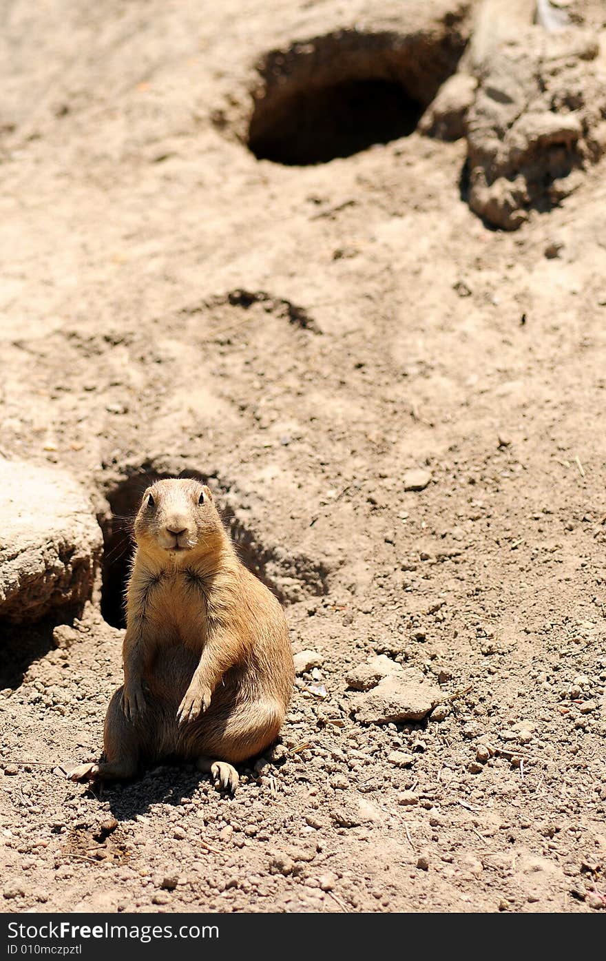 Chipmunk playing in the outdoors