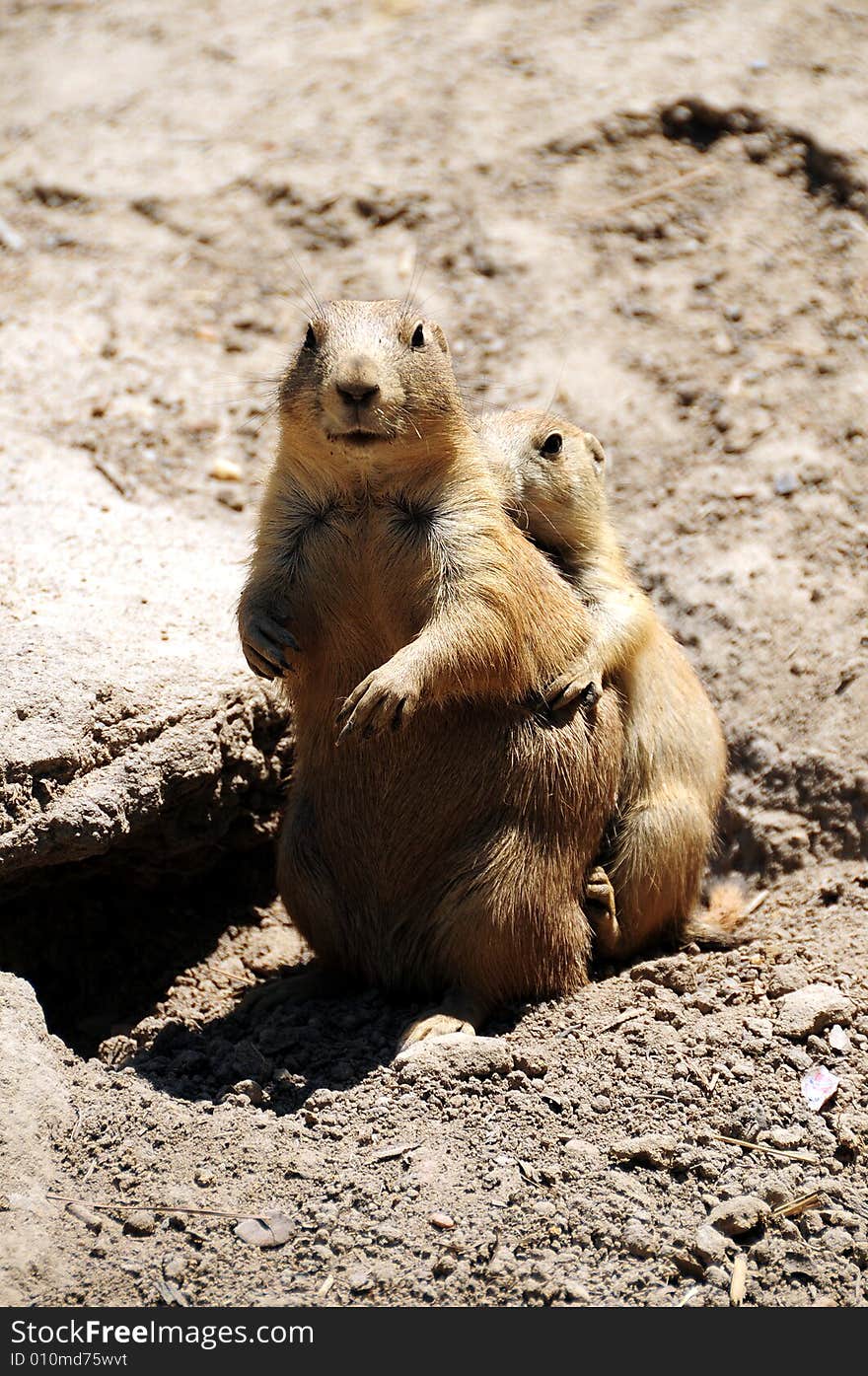 Chipmunks playing in the outdoors