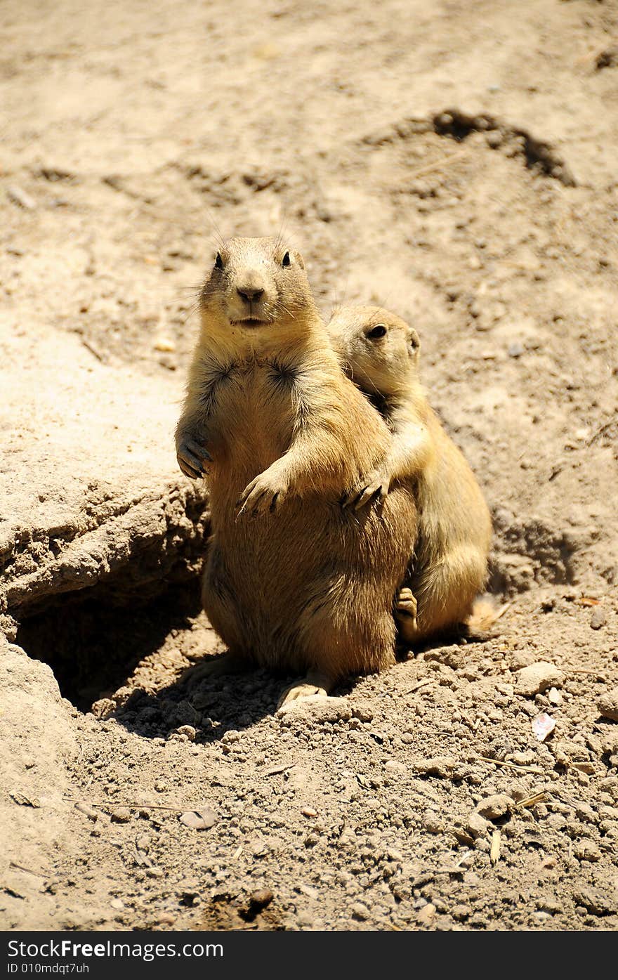 Chipmunks playing in the outdoors