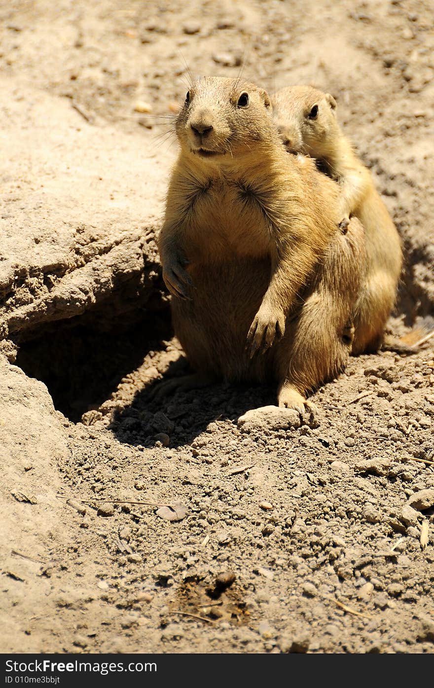 Chipmunks playing in the outdoors