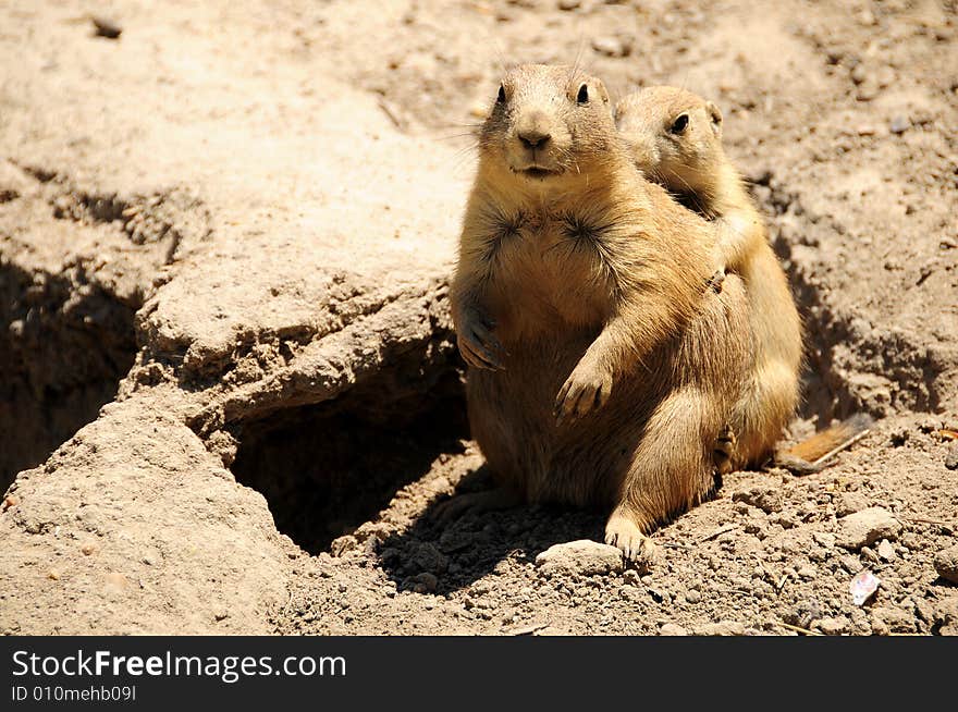 Chipmunks playing in the outdoors