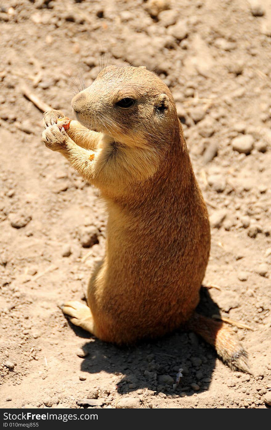 Chipmunk playing in the outdoors