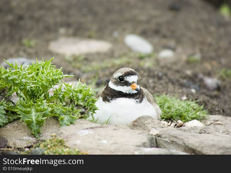 Ringed Plover On Nest