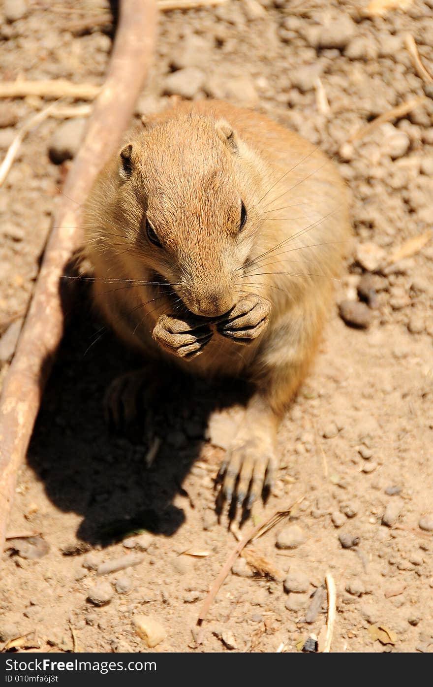 Chipmunk playing in the outdoors